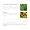 The Body Shop - Satsuma brusegel 750 ml - Billede 2